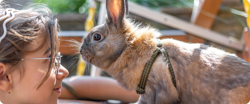 Blog - melyik állatot válasszam